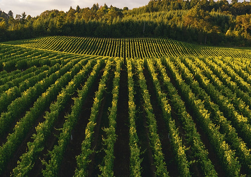 Coastal grapevine — Santa Barbara County